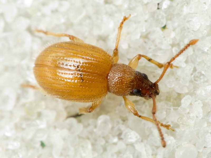 Urometopus nemorum Arnoldi, 1965